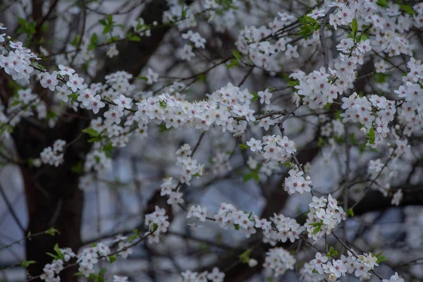 Tavaszi Virágzó Cseresznyefa Felé Közelkép Tavasszal Fák Nyílnak Hamarosan Tavasz — Stock Fotó