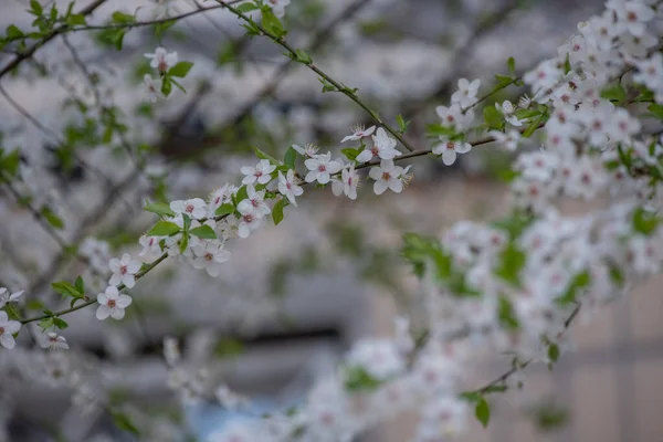 Floração Primavera Cerejeira Contra Céu Close Árvores Florescem Primavera Primavera — Fotografia de Stock