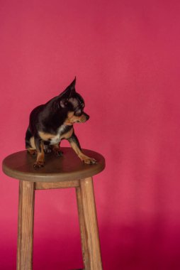 Pembe arka planda bir Chihuahua 'nın yakın çekimi. Pembe arka planda bir Chihuahua
