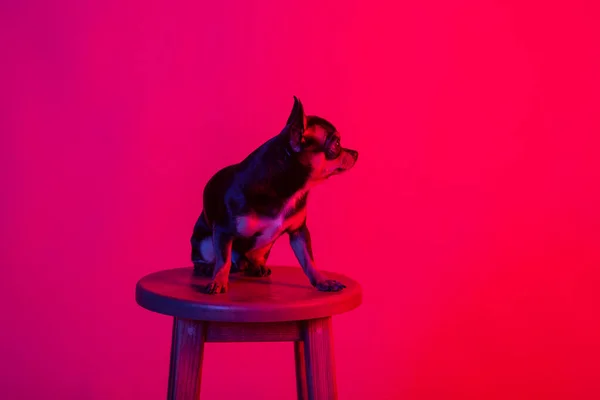 Close Chihuahua Front Pink Background Chihuahua Pink Background — Stock Photo, Image