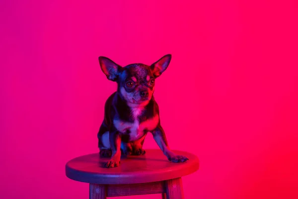 Zbliżenie Chihuahua Przed Różowym Tle Chihuahua Różowym Tle — Zdjęcie stockowe