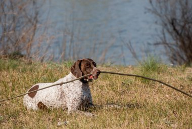 Deutsch Kurzhaar Alman Kısa Saçlı Sivri Köpek. Çok aktif bir köpek. Kurzhaar narin ve hatta zayıf bir köpektir. Arkaya, bacaklara ve mideye dağılmış birkaç büyük düzensiz noktanın renkleri