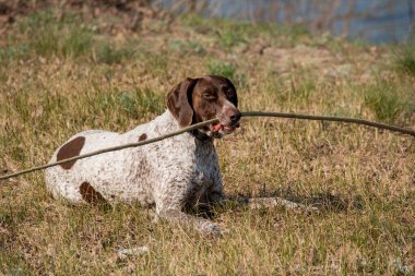 Deutsch Kurzhaar Alman Kısa Saçlı Sivri Köpek. Çok aktif bir köpek. Kurzhaar narin ve hatta zayıf bir köpektir. Arkaya, bacaklara ve mideye dağılmış birkaç büyük düzensiz noktanın renkleri