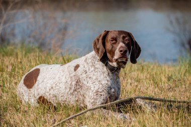 Deutsch Kurzhaar Alman Kısa Saçlı Sivri Köpek. Çok aktif bir köpek. Kurzhaar narin ve hatta zayıf bir köpektir. Arkaya, bacaklara ve mideye dağılmış birkaç büyük düzensiz noktanın renkleri