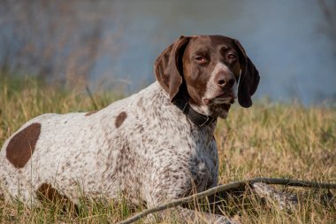 Deutsch Kurzhaar Alman Kısa Saçlı Sivri Köpek. Çok aktif bir köpek. Kurzhaar narin ve hatta zayıf bir köpektir. Arkaya, bacaklara ve mideye dağılmış birkaç büyük düzensiz noktanın renkleri