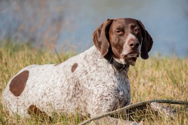 Deutsch Kurzhaar Alman Kısa Saçlı Sivri Köpek. Çok aktif bir köpek. Kurzhaar narin ve hatta zayıf bir köpektir. Arkaya, bacaklara ve mideye dağılmış birkaç büyük düzensiz noktanın renkleri