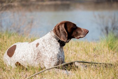 Deutsch Kurzhaar Alman Kısa Saçlı Sivri Köpek. Çok aktif bir köpek. Kurzhaar narin ve hatta zayıf bir köpektir. Arkaya, bacaklara ve mideye dağılmış birkaç büyük düzensiz noktanın renkleri