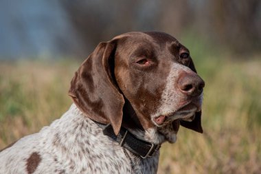 Deutsch Kurzhaar Alman Kısa Saçlı Sivri Köpek. Çok aktif bir köpek. Kurzhaar narin ve hatta zayıf bir köpektir. Arkaya, bacaklara ve mideye dağılmış birkaç büyük düzensiz noktanın renkleri