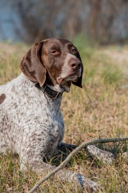 Deutsch Kurzhaar Alman Kısa Saçlı Sivri Köpek. Çok aktif bir köpek. Kurzhaar narin ve hatta zayıf bir köpektir. Arkaya, bacaklara ve mideye dağılmış birkaç büyük düzensiz noktanın renkleri