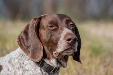 Deutsch Kurzhaar Alman Kısa Saçlı Sivri Köpek. Çok aktif bir köpek. Kurzhaar narin ve hatta zayıf bir köpektir. Arkaya, bacaklara ve mideye dağılmış birkaç büyük düzensiz noktanın renkleri
