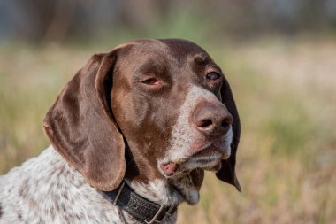 Deutsch Kurzhaar Alman Kısa Saçlı Sivri Köpek. Çok aktif bir köpek. Kurzhaar narin ve hatta zayıf bir köpektir. Arkaya, bacaklara ve mideye dağılmış birkaç büyük düzensiz noktanın renkleri