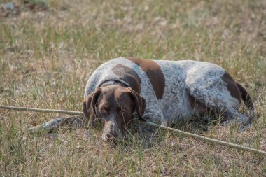 Deutsch Kurzhaar Alman Kısa Saçlı Sivri Köpek. Çok aktif bir köpek. Kurzhaar narin ve hatta zayıf bir köpektir. Arkaya, bacaklara ve mideye dağılmış birkaç büyük düzensiz noktanın renkleri