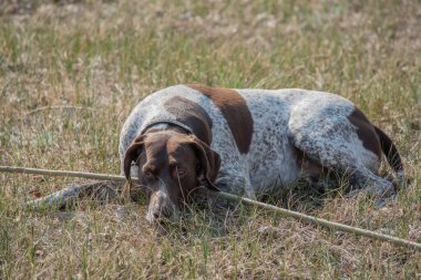 Deutsch Kurzhaar Alman Kısa Saçlı Sivri Köpek. Çok aktif bir köpek. Kurzhaar narin ve hatta zayıf bir köpektir. Arkaya, bacaklara ve mideye dağılmış birkaç büyük düzensiz noktanın renkleri