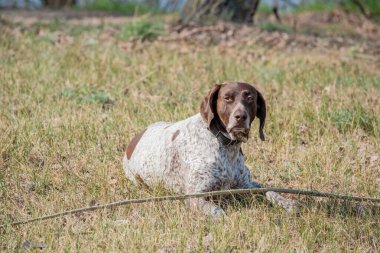 Deutsch Kurzhaar Alman Kısa Saçlı Sivri Köpek. Çok aktif bir köpek. Kurzhaar narin ve hatta zayıf bir köpektir. Arkaya, bacaklara ve mideye dağılmış birkaç büyük düzensiz noktanın renkleri