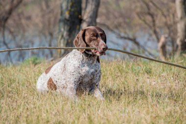 Deutsch Kurzhaar Alman Kısa Saçlı Sivri Köpek. Çok aktif bir köpek. Kurzhaar narin ve hatta zayıf bir köpektir. Arkaya, bacaklara ve mideye dağılmış birkaç büyük düzensiz noktanın renkleri