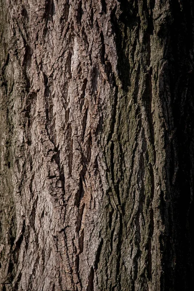 Textura Corteza Árbol Viejo Detalle Del Árbol Textura Textura Gráfica — Foto de Stock