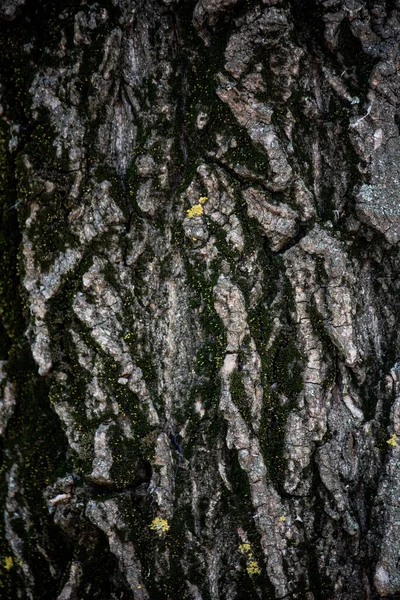 Παλιά Υφή Φλοιού Δέντρου Λεπτομέρεια Δέντρου Υφή Γραφική Υφή Ξύλου — Φωτογραφία Αρχείου