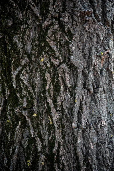 Stará Stromová Kůra Detaily Stromu Textura Grafická Textura Dřeva Pro — Stock fotografie