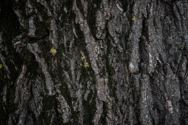 Eski Ağaç Kabuğu Dokusu Ağaç Detayı Doku Tasarımınız Için Grafiksel — Stok fotoğraf