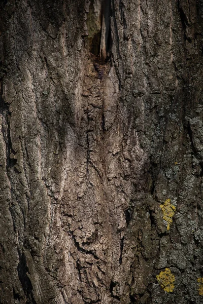 Textura Casca Árvore Velha Detalhe Árvore Textura Textura Madeira Gráfica — Fotografia de Stock