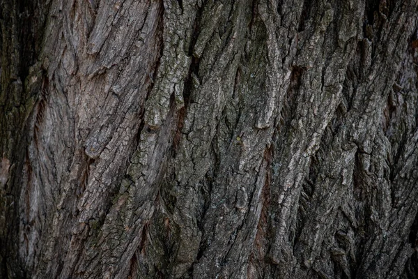 Struttura Della Corteccia Del Vecchio Albero Dettaglio Albero Texture Struttura — Foto Stock