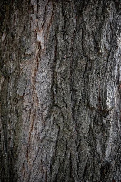 Textura Corteza Árbol Viejo Detalle Del Árbol Textura Textura Gráfica — Foto de Stock