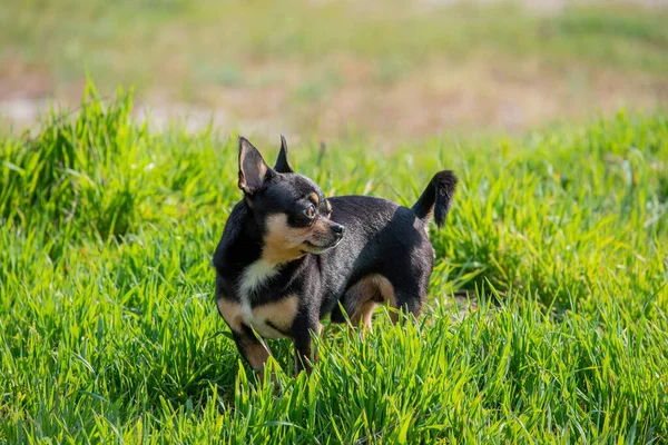 Evcil Köpek Sokakta Yürüyor Chihuahua Köpeği Yürüyüşe Çıktı Chihuahua Siyah — Stok fotoğraf