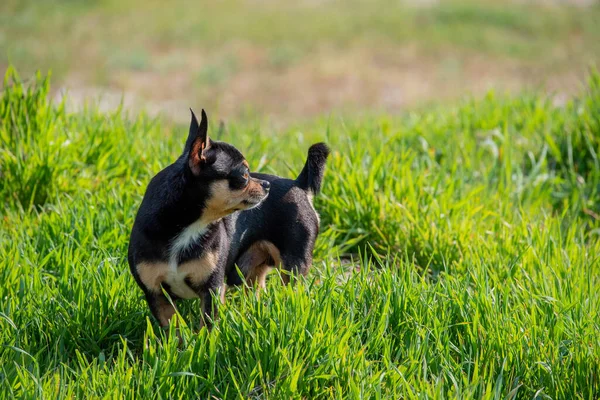 Kiskutya Sétál Utcán Chihuahua Kutya Sétálni Chihuahua Fekete Barna Fehér — Stock Fotó