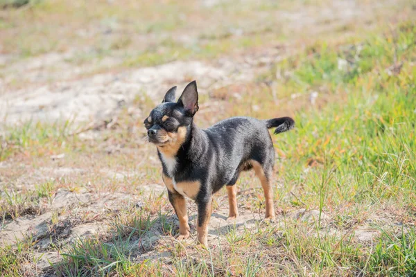 Pet dog walks on the street. Chihuahua dog for a walk. Chihuahua black, brown and white. Cute puppy on a walk. Dog in the garden or in the park Well groomed dog Chihuahua mini smooth haired