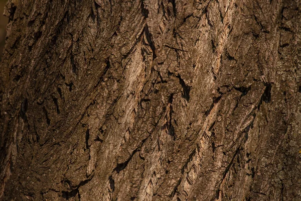 古い木の樹皮の質感 木の詳細 あなたのデザインのためのグラフィック木のテクスチャ 美しさのために捕獲された木の幹です 抽象的な自然概念 デザイン環境の概念 — ストック写真