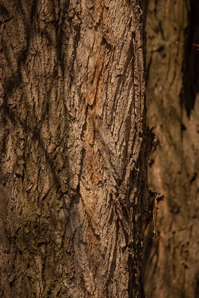 Παλιά Υφή Φλοιού Δέντρου Λεπτομέρεια Δέντρου Υφή Γραφική Υφή Ξύλου — Φωτογραφία Αρχείου