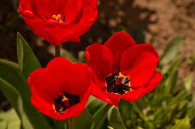 Bir demet güzel bahar çiçeği, renkli laleler. Laleler, bahar. Baharda doğa. Çiçekler açıyor. Kırmızı laleler, yakın ve gün ışığıyla aydınlatılıyor.