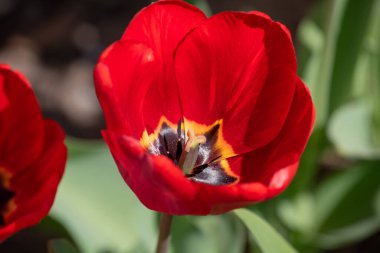 Kışın veya ilkbaharda lale tarlasında yeşil yapraklı lale çiçeği. Kartpostal süsleme ve tarım konsepti tasarımı için. Laleler, bahar. Baharda doğa. Çiçekler açıyor.