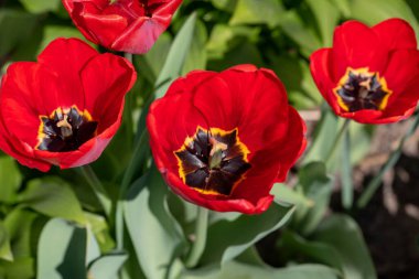 Kışın veya ilkbaharda lale tarlasında yeşil yapraklı lale çiçeği. Kartpostal süsleme ve tarım konsepti tasarımı için. Laleler, bahar. Baharda doğa. Çiçekler açıyor.