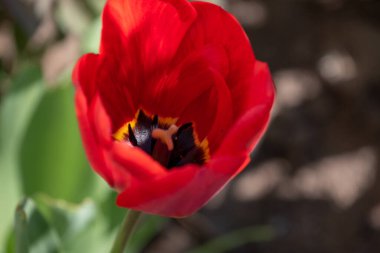 Kışın veya ilkbaharda lale tarlasında yeşil yapraklı lale çiçeği. Kartpostal süsleme ve tarım konsepti tasarımı için. Laleler, bahar. Baharda doğa. Çiçekler açıyor.