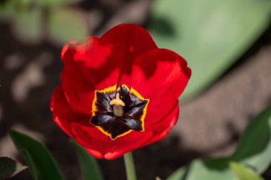 Kışın veya ilkbaharda lale tarlasında yeşil yapraklı lale çiçeği. Kartpostal süsleme ve tarım konsepti tasarımı için. Laleler, bahar. Baharda doğa. Çiçekler açıyor.