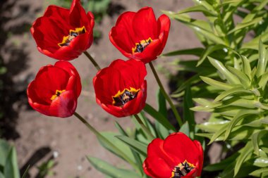 Kışın veya ilkbaharda lale tarlasında yeşil yapraklı lale çiçeği. Kartpostal süsleme ve tarım konsepti tasarımı için. Laleler, bahar. Baharda doğa. Çiçekler açıyor.
