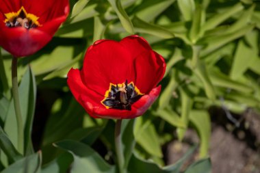 Kışın veya ilkbaharda lale tarlasında yeşil yapraklı lale çiçeği. Kartpostal süsleme ve tarım konsepti tasarımı için. Laleler, bahar. Baharda doğa. Çiçekler açıyor.