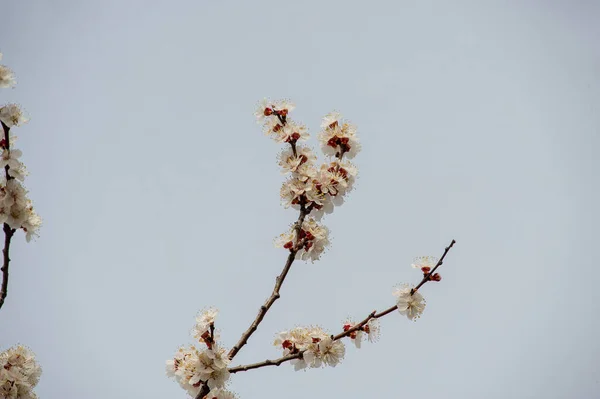 春空のクローズアップに対する桜の木の開花 春に花を咲かせます もう一度 木が咲いている 晴れた暖かい日 — ストック写真