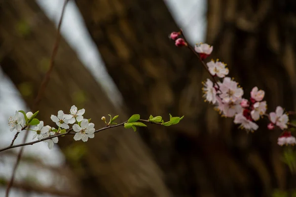 Spring Flowering Cherry Tree Sky Close Trees Bloom Spring Spring — Stock Photo, Image