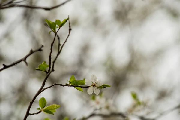 Floração Primavera Cerejeira Contra Céu Close Árvores Florescem Primavera Primavera — Fotografia de Stock