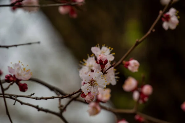 Spring Flowering Cherry Tree Sky Close Trees Bloom Spring Spring — Stock Photo, Image