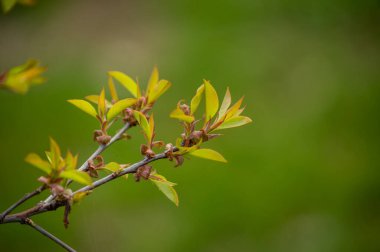 yeşil arka plan. Baharda yeşil yapraklar. Bulanık bir arka planda genç yeşil yapraklar ve tomurcuklar. Bahar yaprakları. Çerçeve Doğal arkaplan.