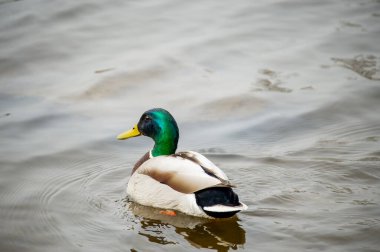 Göldeki yaban ördeği. Nehirdeki ördekler. Ördekler nehir boyunca yüzer. Mallard, Wild Duck, Anas platyrhynchos. Vahşi yaşam konseptinde kuşlar ve hayvanlar. İnanılmaz yaban ördeği gölde ya da nehirde yüzer
