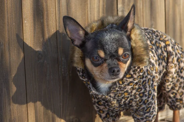 small dog jacket cold in the winter. Chihuahua in winter clothes on a background of snow. Chihuahua. Dog on a walk in the winter. A lot of snow and a dog. Eco fur coat for dogs. Black brown white dog