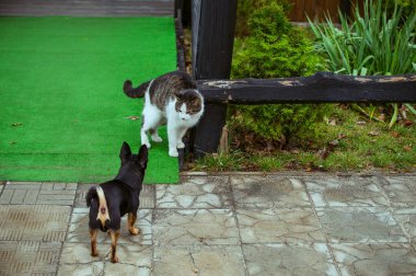 Beyaz benekli bir sokak kedisi çitin üzerinde oturuyor. Kedi, yürü, sokak, bahar. Kedilerin baharı. Güneşli bir gün Beyaz Kedi çitin üstünde. Sokaktaki beyaz-gri kedi. Chihuahua..