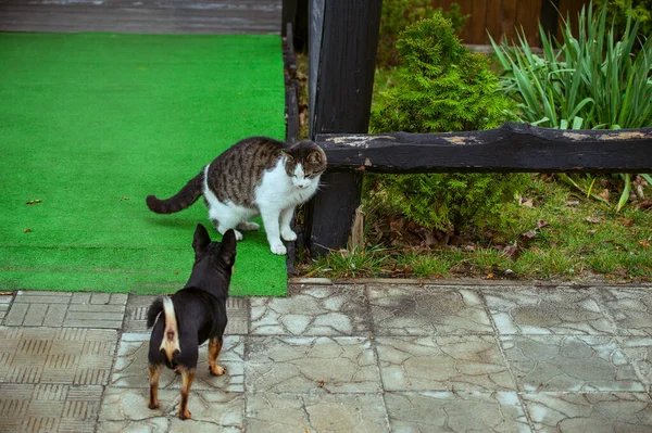 Beyaz Benekli Bir Sokak Kedisi Çitin Üzerinde Oturuyor Kedi Yürü — Stok fotoğraf