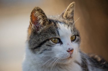 Beyaz benekli bir sokak kedisi çitin üzerinde oturuyor. Kedi, yürü, sokak, bahar. Kedilerin baharı. Güneşli bir gün Beyaz Kedi çitin üstünde. Sokakta beyaz-gri kedi.