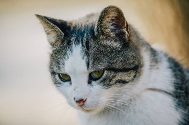 Beyaz benekli bir sokak kedisi çitin üzerinde oturuyor. Kedi, yürü, sokak, bahar. Kedilerin baharı. Güneşli bir gün Beyaz Kedi çitin üstünde. Sokakta beyaz-gri kedi.