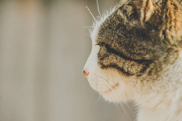 A white spotted street cat sits on a fence. Cat, walk, street, spring. Spring in cats. sunny dayWhite cat is on the fence. White-gray cat on the street.